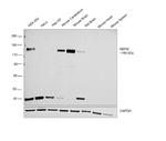 NEFM Antibody in Western Blot (WB)