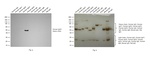 Human IgG4 Secondary Antibody