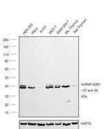 hnRNP A2B1 Monoclonal Antibody (DP3B3)
