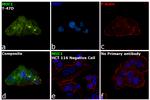 MUC1 Antibody in Immunocytochemistry (ICC/IF)