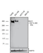MUC1 Antibody in Western Blot (WB)