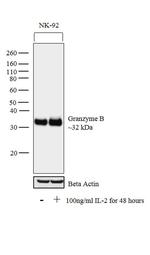Granzyme B Monoclonal Antibody (GrB-7)