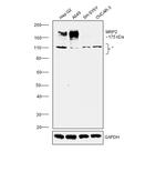 MRP2 Antibody in Western Blot (WB)