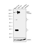 MRP2 Antibody in Western Blot (WB)