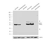 Skeletal Muscle Actin Antibody in Western Blot (WB)