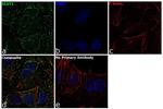 GLUT1 Antibody in Immunocytochemistry (ICC/IF)