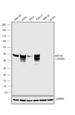 Cytokeratin 18 Antibody in Western Blot (WB)