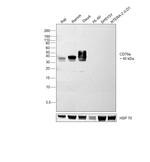 CD79a Antibody