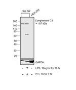 Complement C3b Monoclonal Antibody (755)
