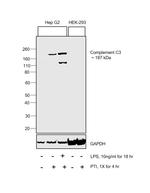 Complement C3a Monoclonal Antibody (2898)