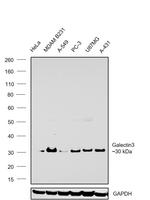 Galectin 3 Monoclonal Antibody (B2C10)