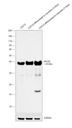 MYOD Antibody in Western Blot (WB)