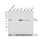 DR4 Monoclonal Antibody (32A1380)