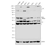 IKK gamma Monoclonal Antibody (46B844)