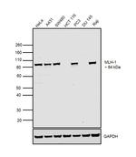 MLH1 Monoclonal Antibody (164C819)