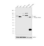 BAP1 Monoclonal Antibody (1G8)