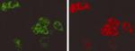 6x-His Tag Antibody in Immunocytochemistry (ICC/IF)