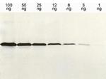 6x-His Tag Antibody in Western Blot (WB)