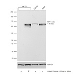 HIF-1 beta Antibody in Western Blot (WB)