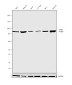 FXR2 Monoclonal Antibody (A42)