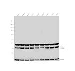 Gemin 2 Antibody in Western Blot (WB)