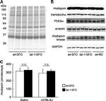 Rhodopsin Antibody in Western Blot (WB)