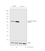 Human Serum Albumin Antibody in Western Blot (WB)