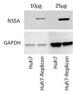 Hepatitis C Virus NS5a Monoclonal Antibody (H110B)