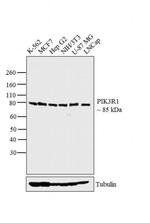 PI3K p85 alpha Monoclonal Antibody (U5)
