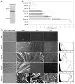 CD31 Antibody in Immunocytochemistry (ICC/IF)