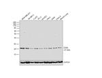 CD59 Monoclonal Antibody (YTH53.1)