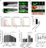 Cytokeratin Pan Type I/II Antibody in Flow Cytometry (Flow)