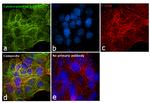 Cytokeratin Pan Type I/II Antibody in Immunocytochemistry (ICC/IF)