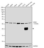 CDK4 Monoclonal Antibody (DCS-31.2)