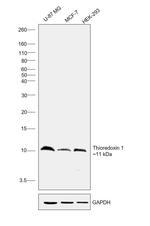 Thioredoxin 1 Antibody in Western Blot (WB)