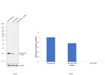 Thioredoxin 1 Antibody in Western Blot (WB)