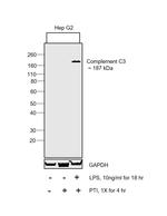 Complement C3b Monoclonal Antibody (H11)