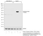 Angiotensin I Antibody in Western Blot (WB)