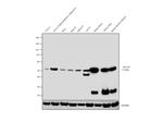 GLUT4 Monoclonal Antibody (1F8)