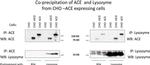 Lysozyme Antibody in Immunoprecipitation (IP)