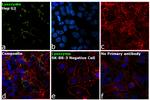 Lysozyme Antibody in Immunocytochemistry (ICC/IF)