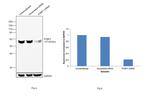PTBP1 Antibody