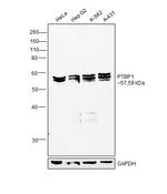 PTBP1 Antibody in Western Blot (WB)