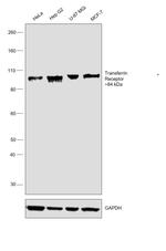 Transferrin Receptor Monoclonal Antibody (MRC OX-26)
