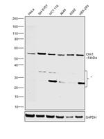 Chk1 Monoclonal Antibody (DCS-310)