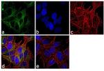 beta-3 Tubulin Antibody in Immunocytochemistry (ICC/IF)