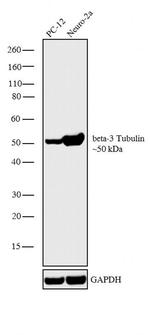 beta-3 Tubulin Antibody in Western Blot (WB)