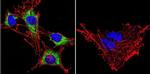 HSP90 alpha Antibody in Immunocytochemistry (ICC/IF)