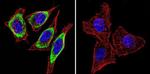 HSP90 alpha Antibody in Immunocytochemistry (ICC/IF)