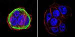 HSP90 alpha Antibody in Immunocytochemistry (ICC/IF)